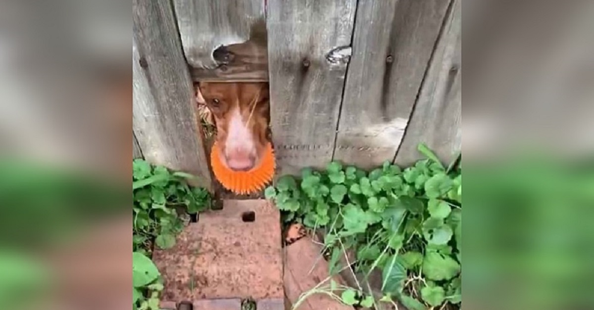 Cão faz buraco em cerca para que vizinhos brinquem de jogar a bolinha com ele