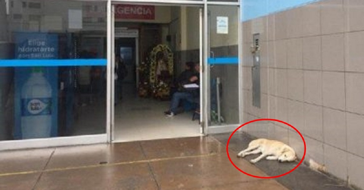 Cão esperou dias pelo dono em porta de hospital sem saber que ele havia falecido