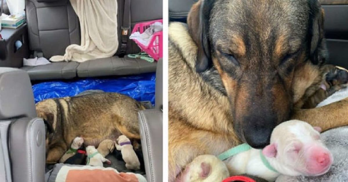 Família fica 12 horas sentada no carro para que a cadela dê à luz em um lugar quentinho