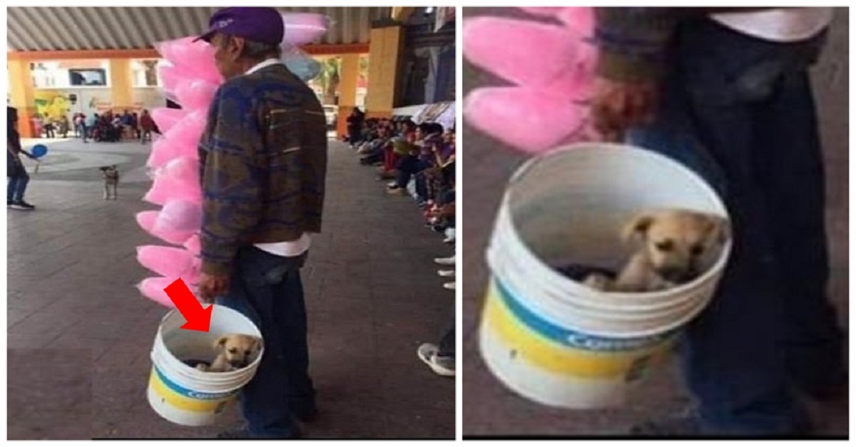 Carregando seu cãozinho em um balde, idoso anda pelas ruas todos os dias vendendo algodão doce