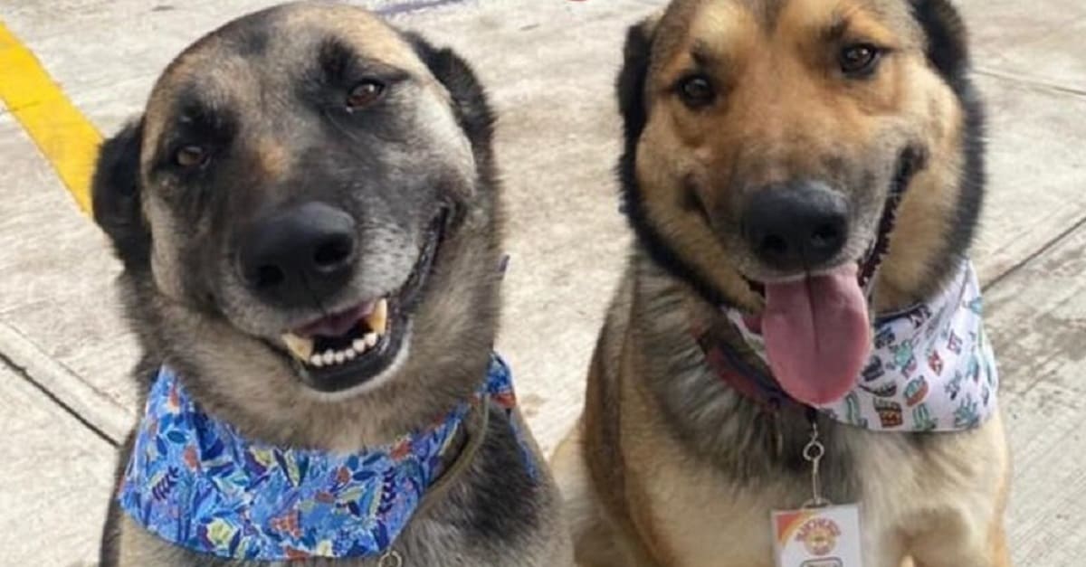 Dois cães são adotados e ‘contratados’ por um restaurante
