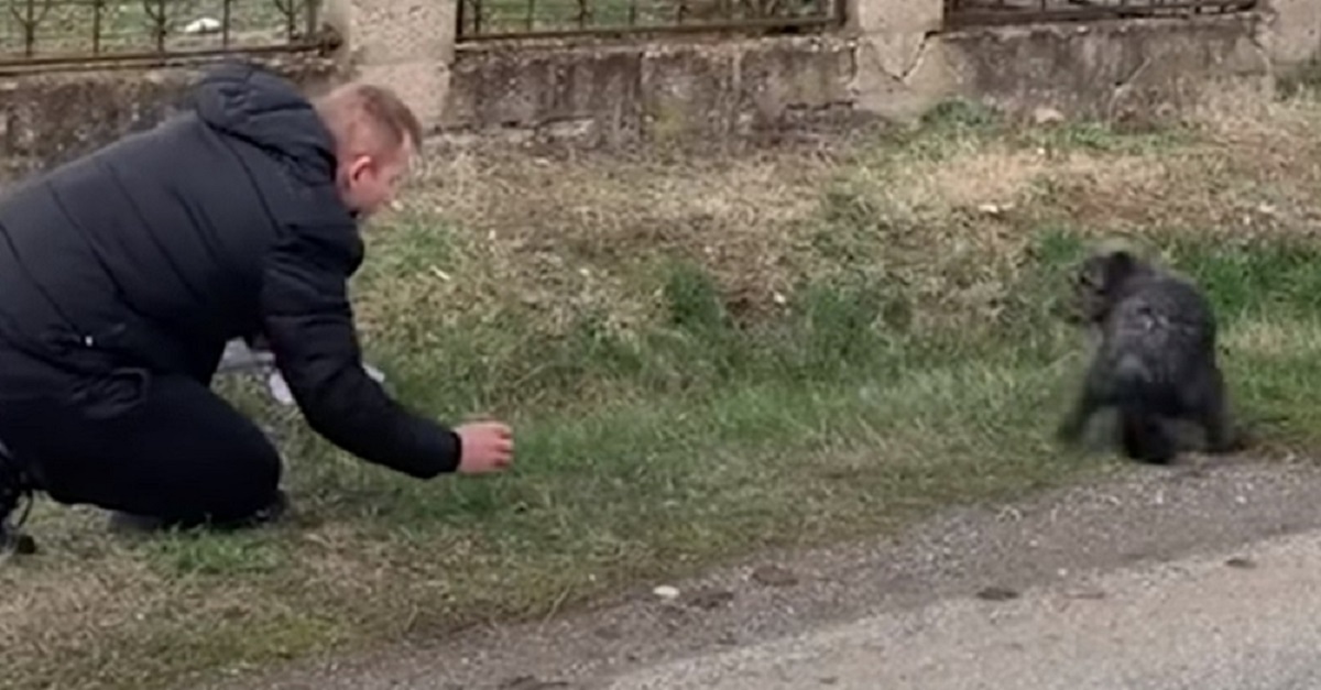 Cachorro apavorado na beira da estrada se apaixona pelo homem que o salvou