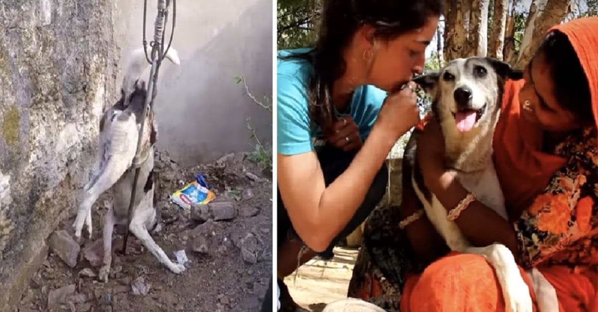 Equipe de resgate luta para salvar cão moribundo preso em uma barra de metal