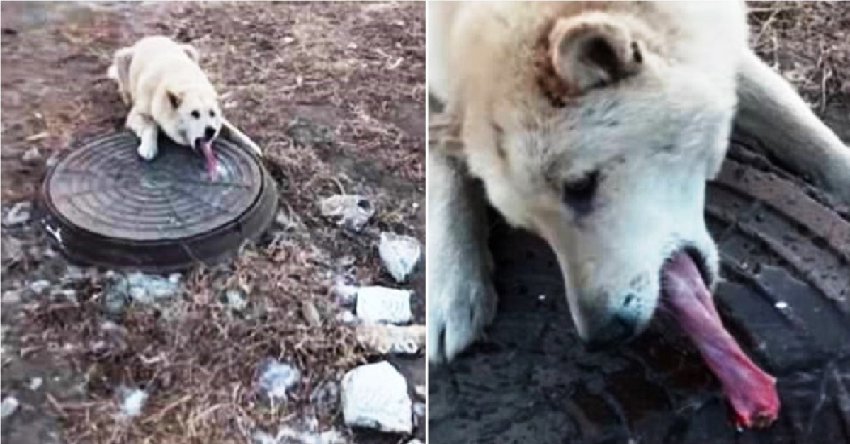 Homem salva cão que estava com a língua presa em tampa de esgoto