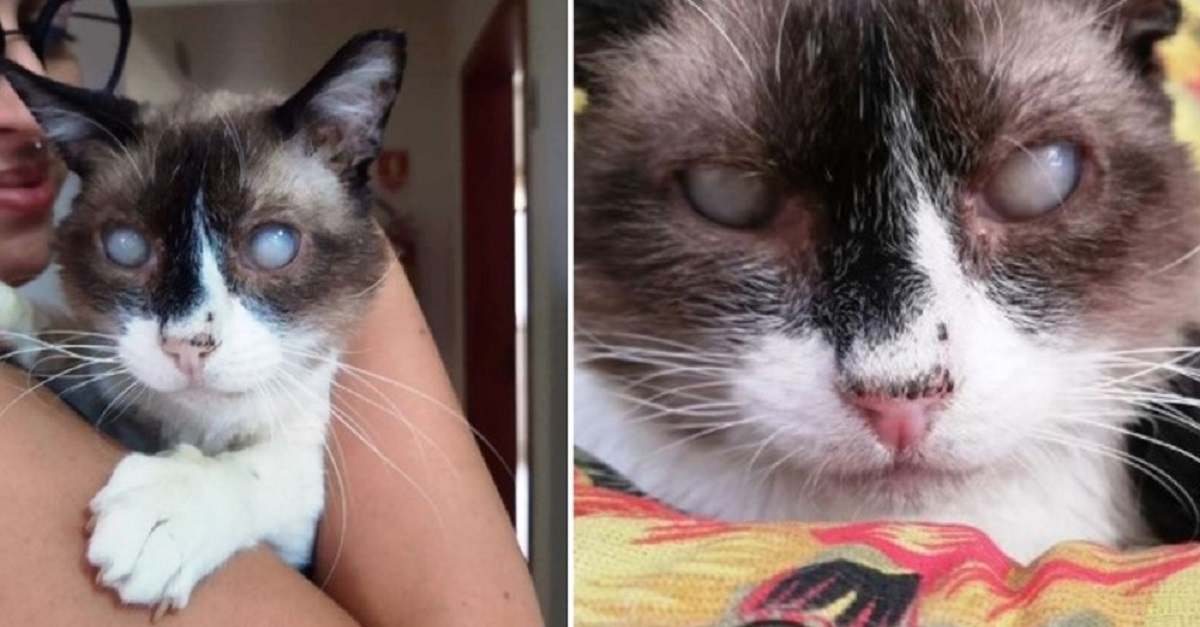 Mulher adota gato idoso e cego que quase morreu após ser abandonado