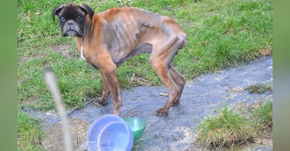 Após a morte de donos, cão ficou em estado deplorável vivendo nas ruas por 2 anos