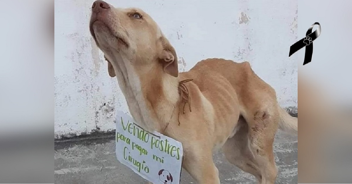 Morre cão que vendia sobremesas para poder pagar por cirurgia