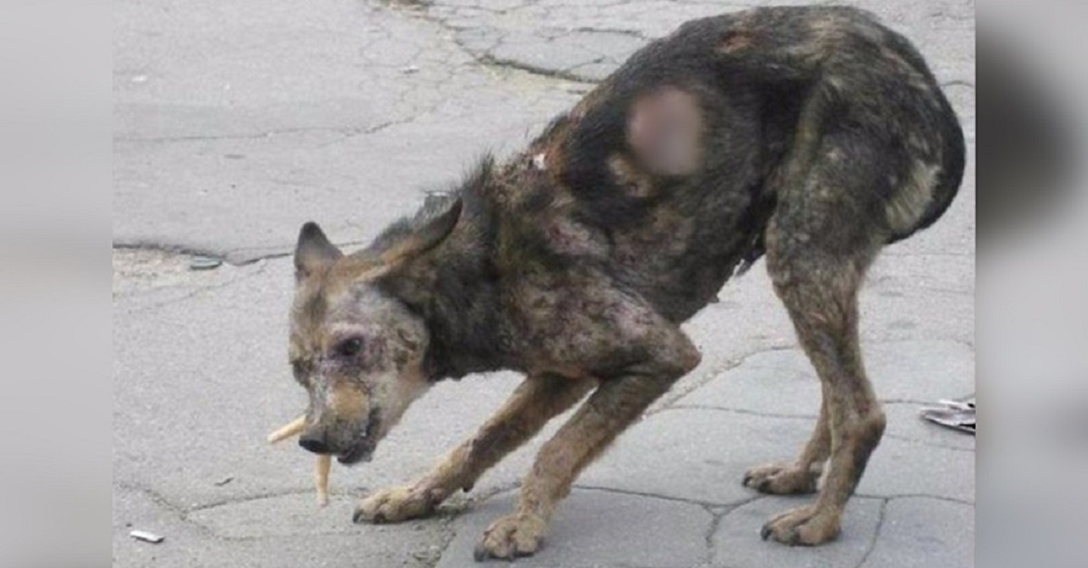 Casal vê foto de um cachorro “zumbi” na rua e corre para salvá-lo apesar das críticas
