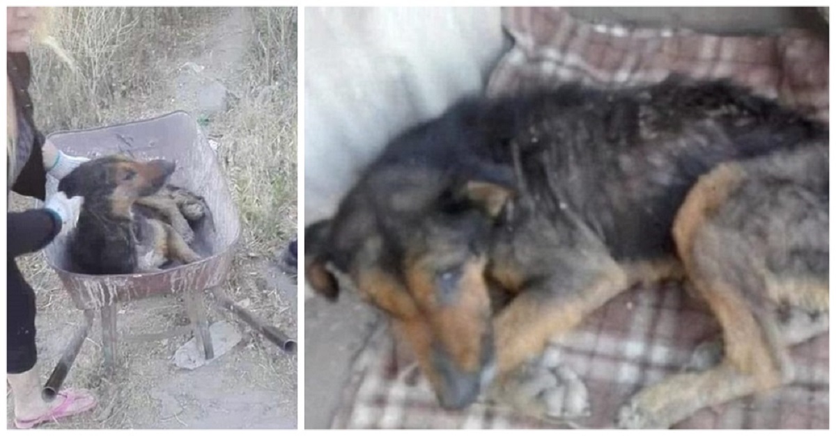 Ignorado e tratado como lixo, cão doente e idoso foi abandonado nas margens de um rio