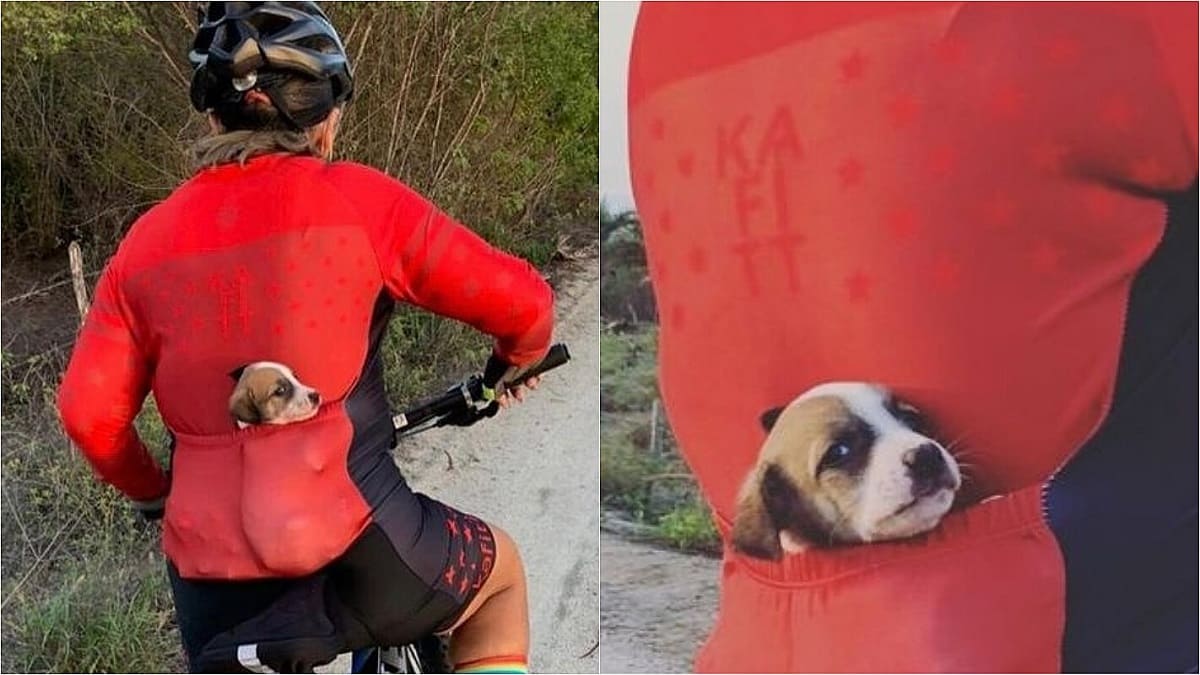 Ciclista encontra cãozinho abandonado em estrada, carrega ele no bolso para casa e o adota