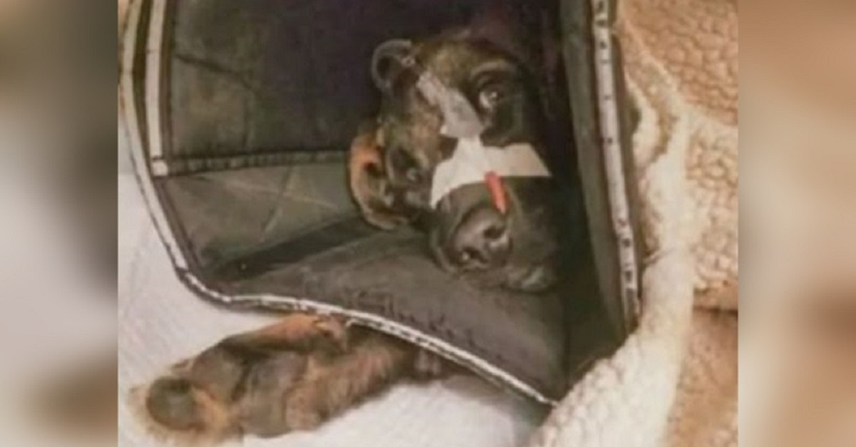 Família sem coração abandona cão ao descobrir que ele estava doente
