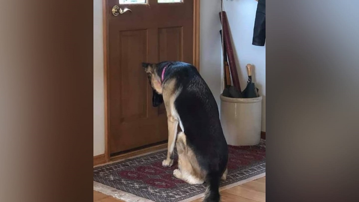 Homem é hospitalizado e a cadela da família espera fielmente na porta por seu retorno