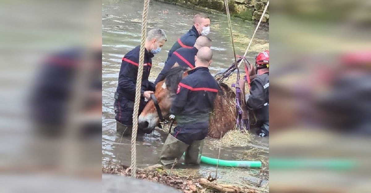 Bombeiros fazem todo o possível para salvar uma égua que acabou presa em um canal