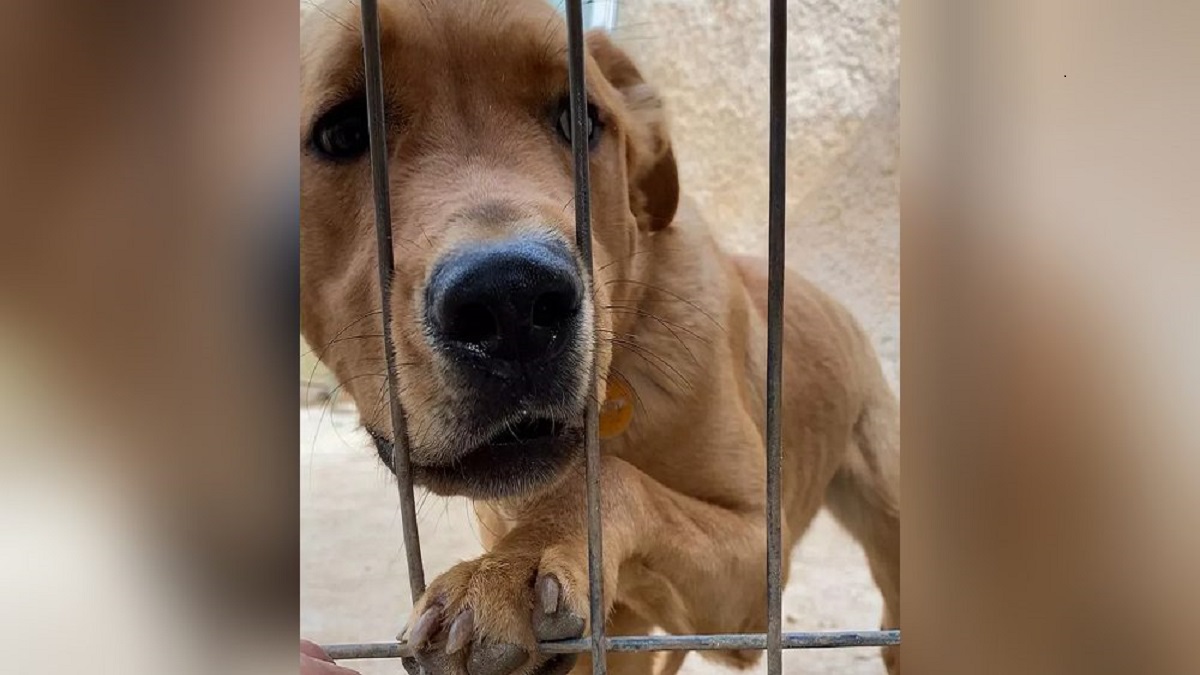 Cão chora de tristeza e se recusa comer ao ser devolvido apenas 3 dias depois de ser adotado