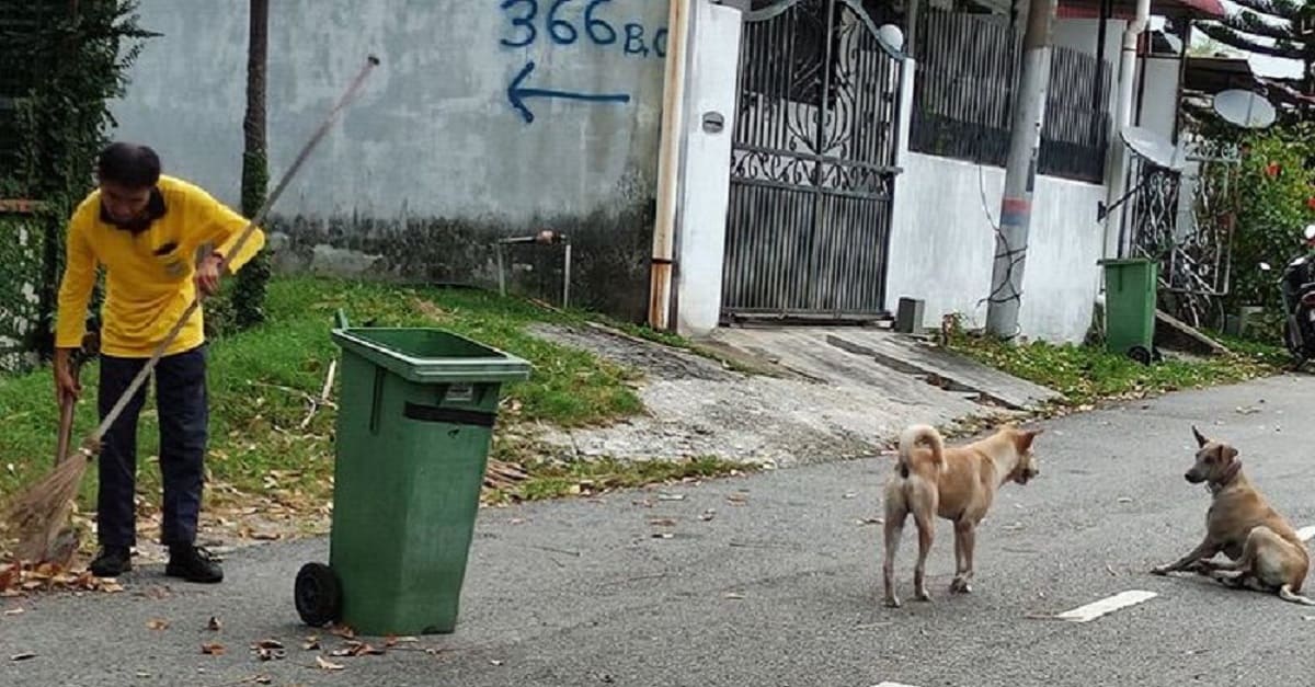 Cães sem-teto se tornam guarda-costas de varredor de rua com deficiência