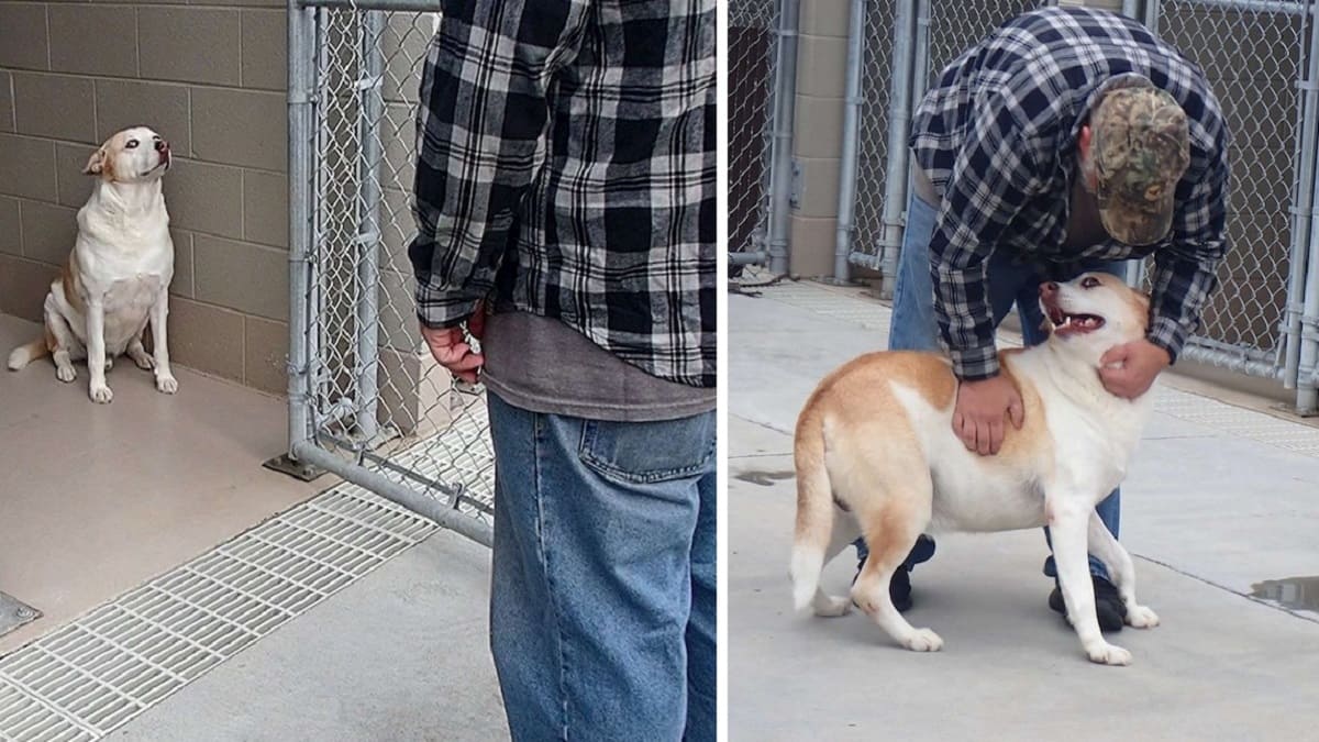 Cão de abrigo ‘sem personalidade’ finalmente sorri quando reencontra dono que não via há 3 anos