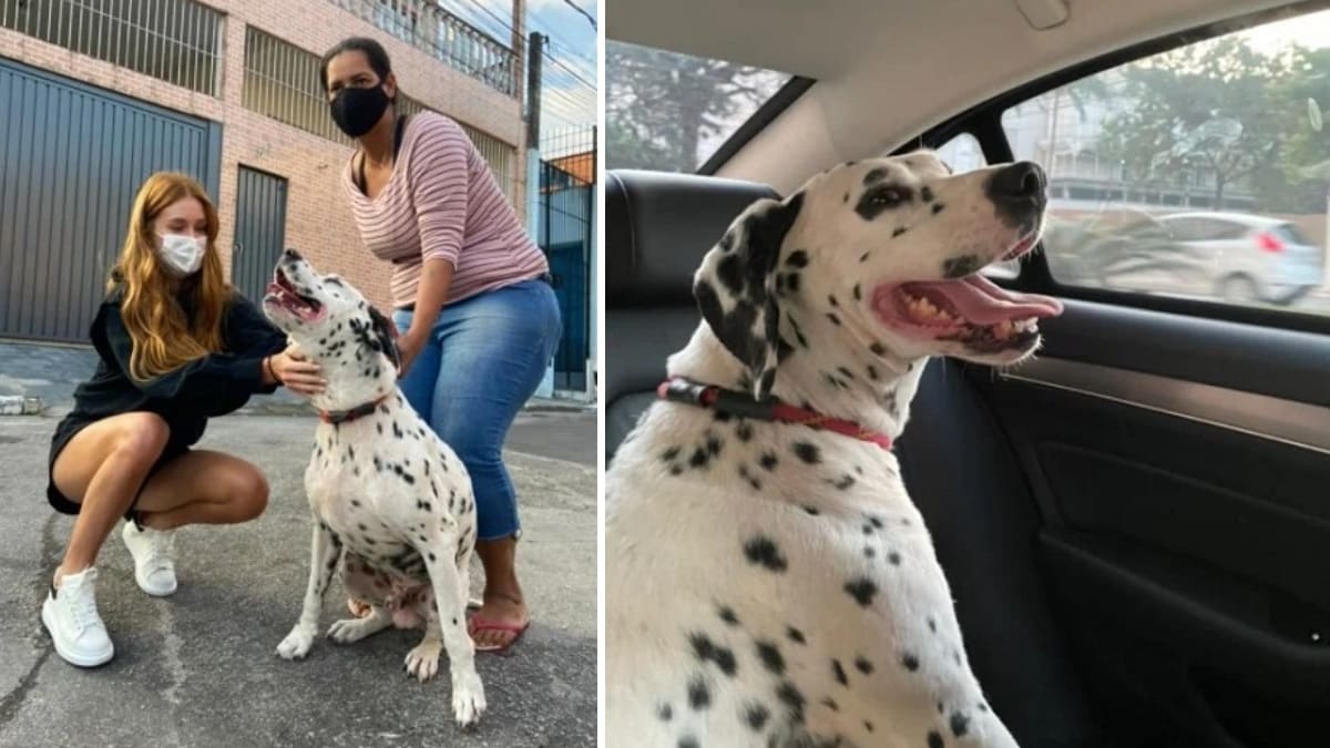 Marina Ruy Barbosa adota cão surdo resgatado das ruas e pede sugestões de nome
