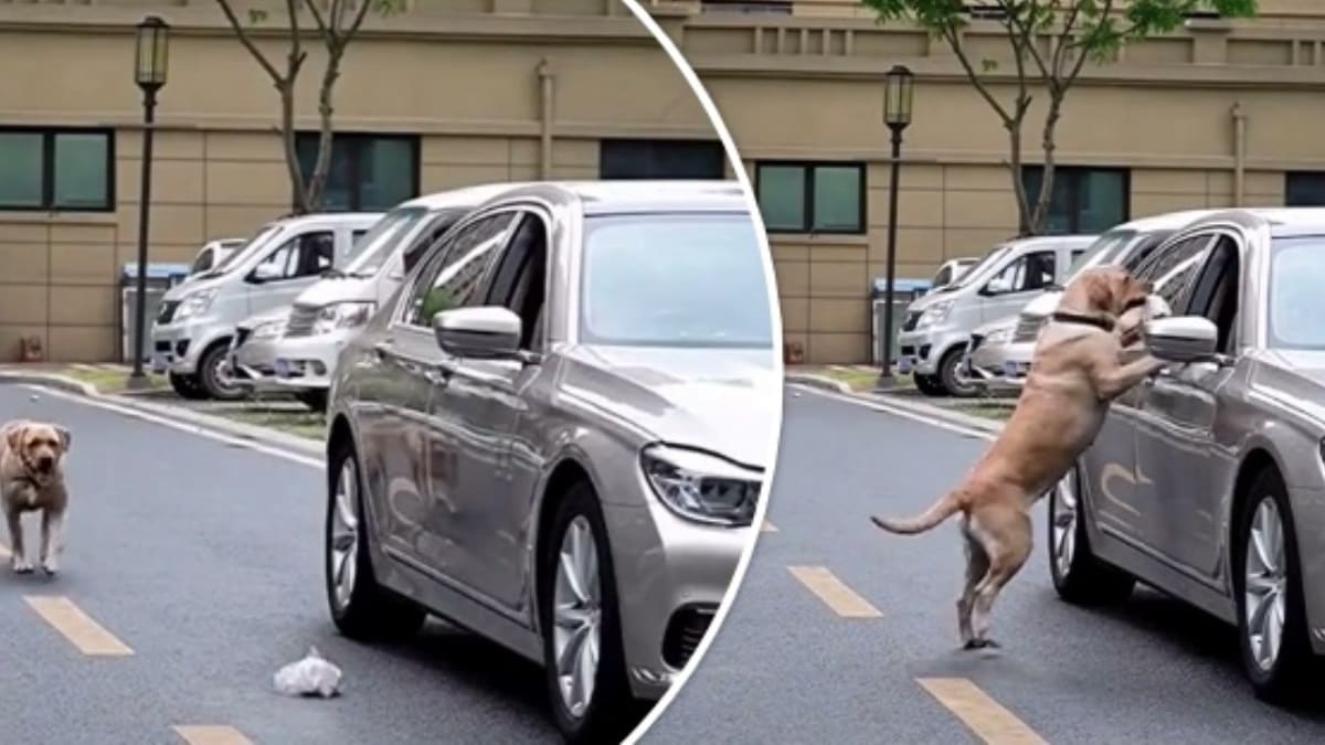 Cachorro dá uma boa lição para um motorista que jogou lixo na rua