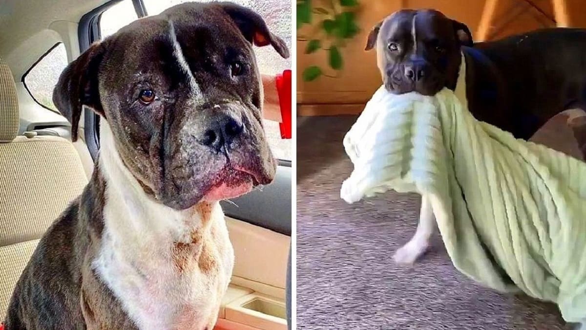 Cão salvo de uma arena de combate agora carrega seu cobertor para todos os lugares