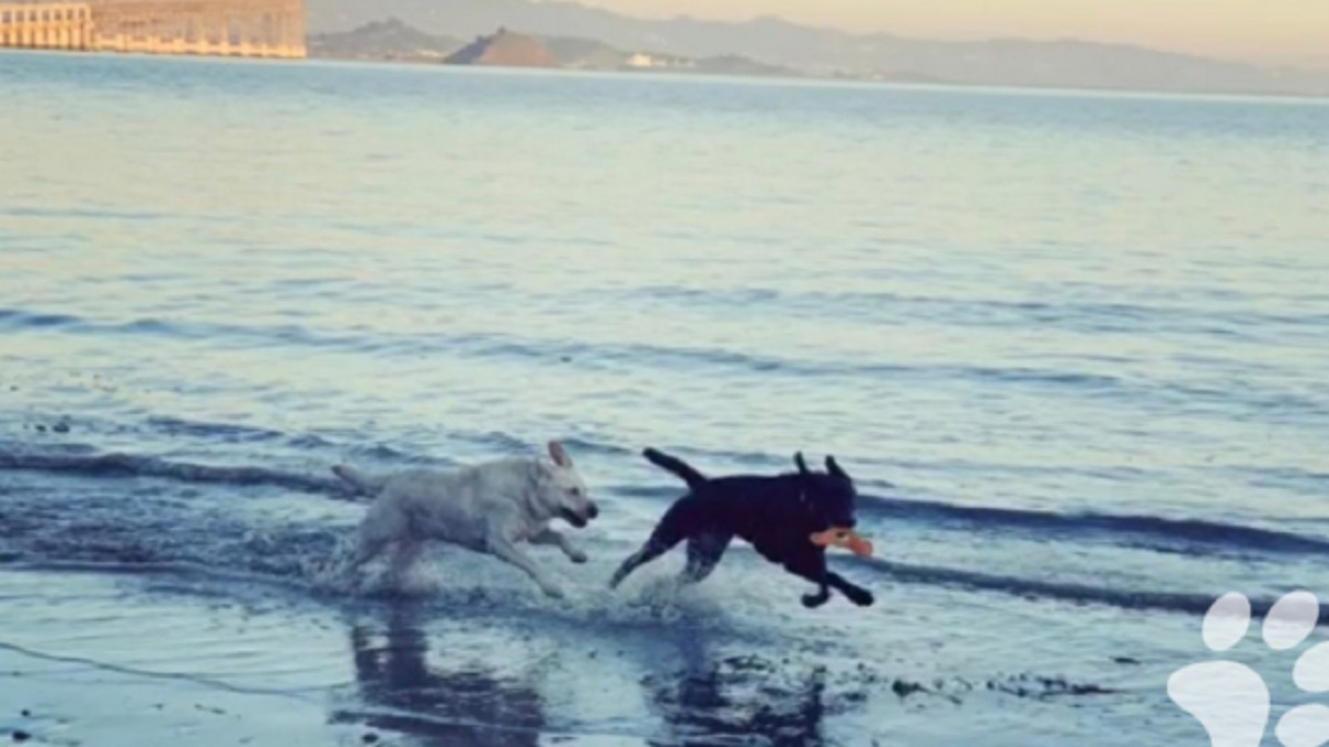 Após muito tempo separados, cães tiveram um reencontro emocionante na praia