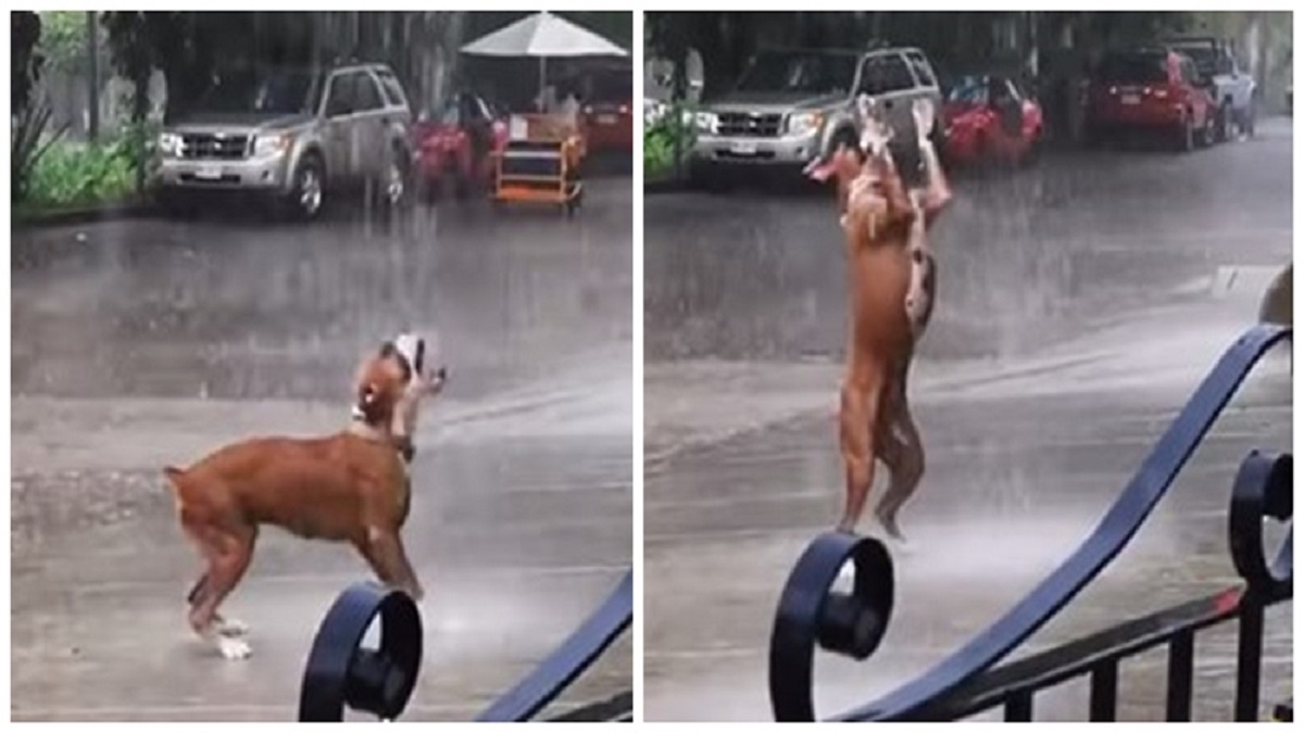 Cachorro brincando na chuva encanta e lembra a todos sobre as coisas importantes da vida