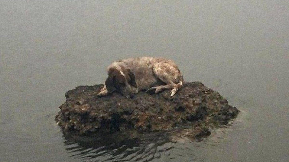 Para fugir de incêndio, cadela se abrigou em uma rocha no meio do mar