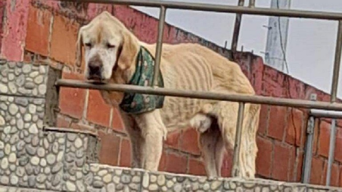 Com o olhar mais triste e seus ossos à vista, cão passava seus dias preso no telhado de uma casa