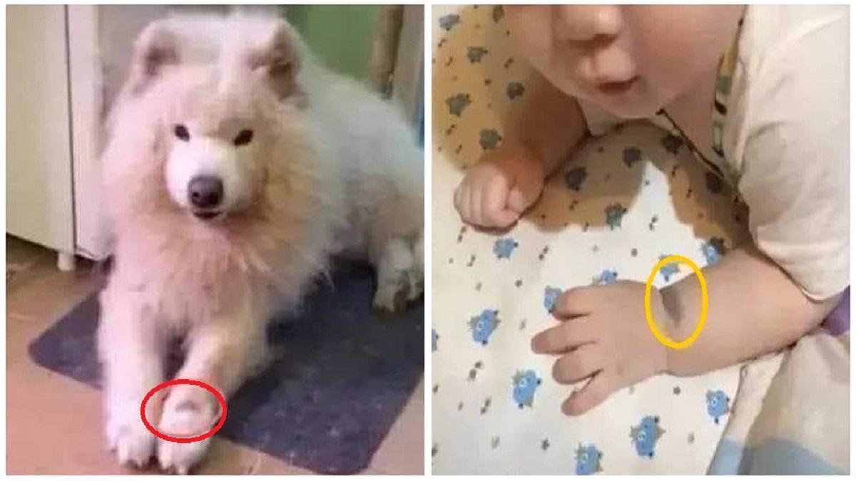Mulher garante que seu bebê é a reencarnação do seu cachorro devido marca de nascença