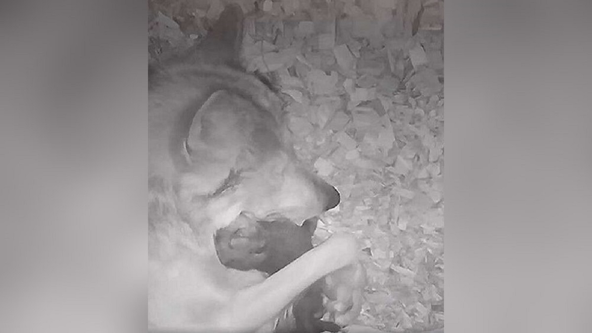 Câmera escondida captura uma mãe loba abraçando seu bebê para tranquilizá-lo
