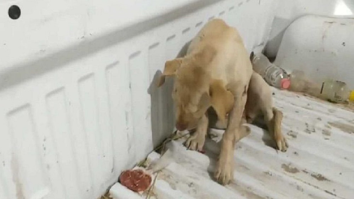 Cachorro baleado pelo dono se refugia em um caminhão enquanto clama por socorro