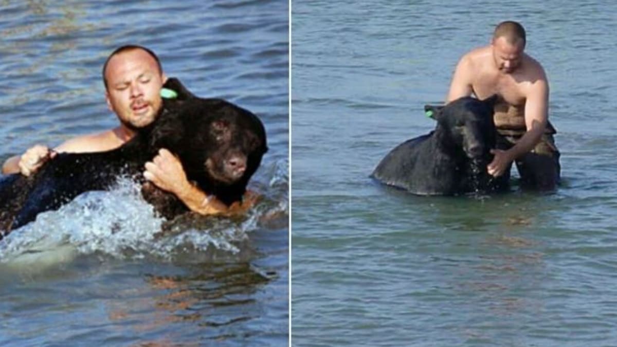 Homem vê um urso se afogando e arrisca sua vida para salvá-lo