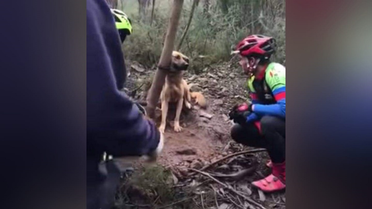 Ciclistas salvam cachorro que foi amarrado firmemente à árvore e deixado para morrer