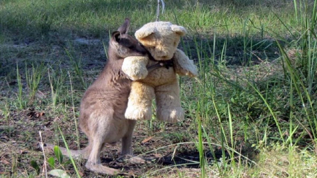 Canguru órfão comove a todos ao ser flagrado abraçando um urso de pelúcia