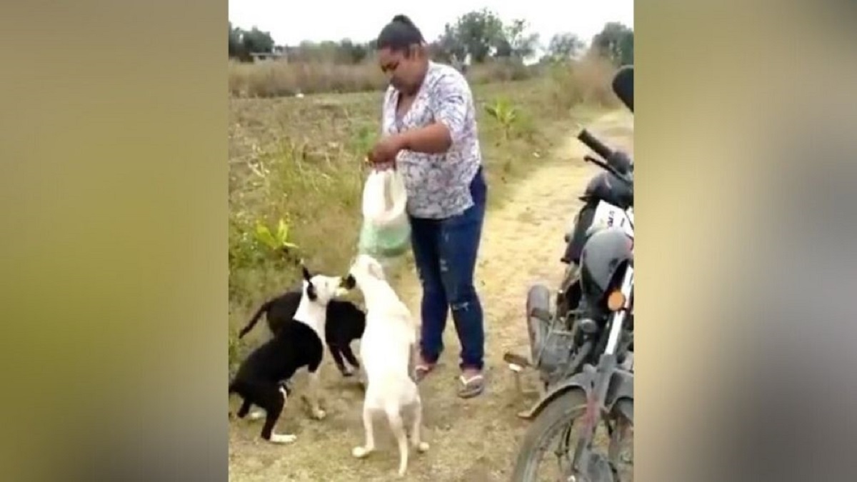 Sem dinheiro ou espaço, mulher luta para alimentar e acolher 51 animais abandonados