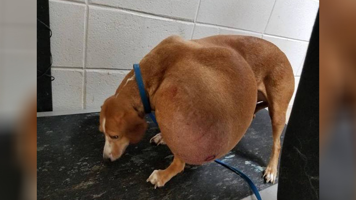 Com um tumor enorme, cadela é salva de ser sacrificada e hoje tem a vida que sempre mereceu