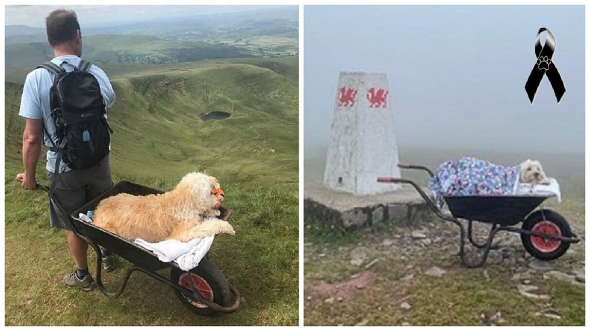 Homem leva seu cão idoso e doente em um carrinho de mão até sua montanha favorita para um último passeio