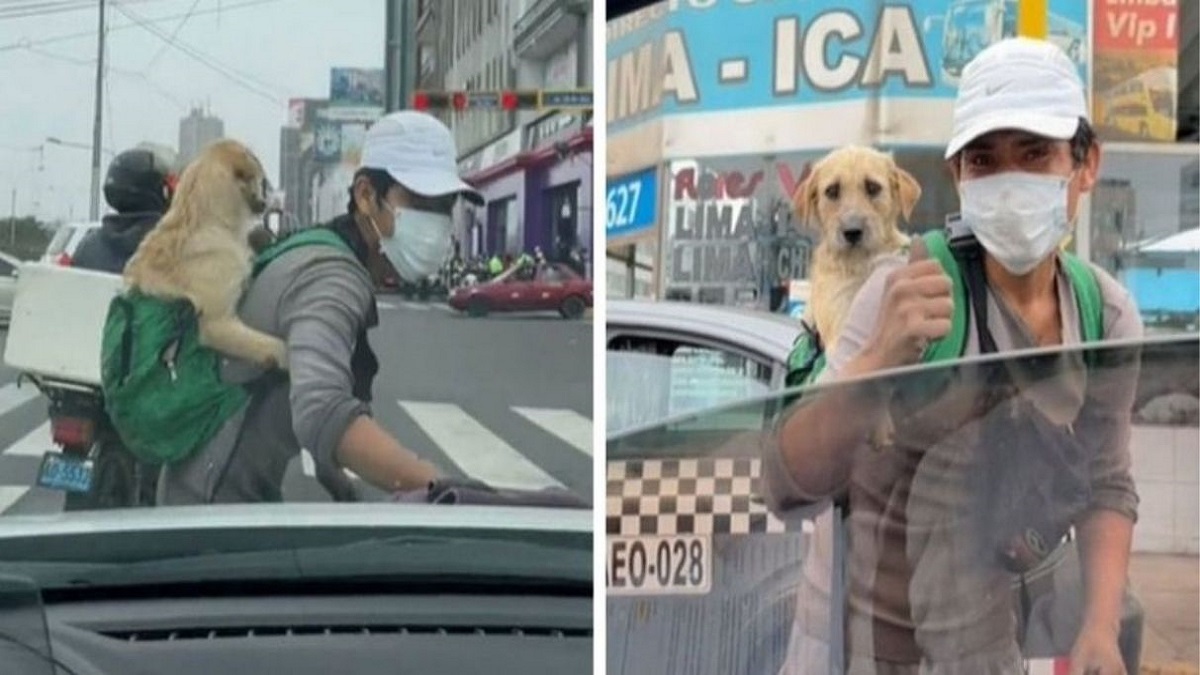 Todos os dias homem trabalha na companhia de seu cachorro limpando para-brisas no semáforo