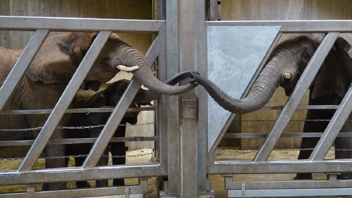 Elefante reencontra sua filha após 12 anos e conhece suas netas