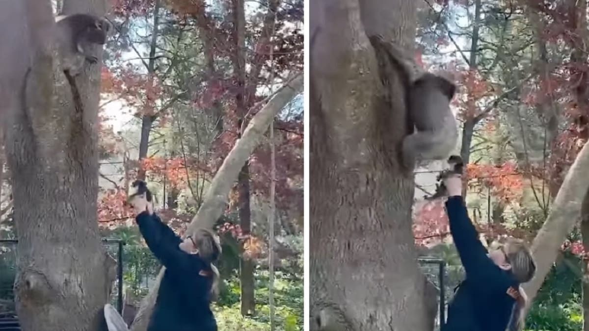 Bebê coala se reencontra com sua mãe após cair de uma árvore