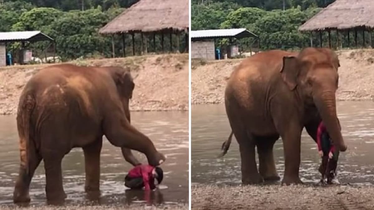 Elefante impede sua humana de entrar no rio sozinha e a filmagem está derretendo o coração de todos