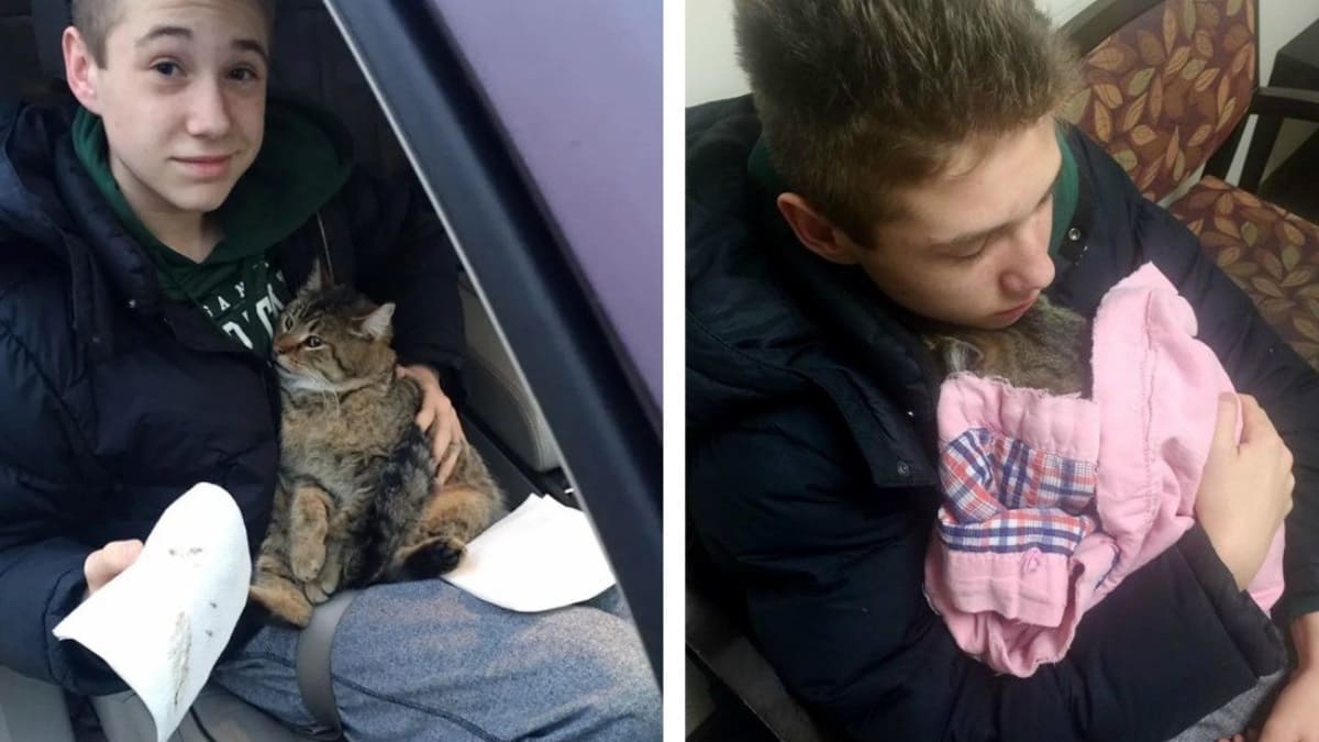Garoto de 14 anos entra no trânsito na rodovia e salva gato que foi jogado de um carro