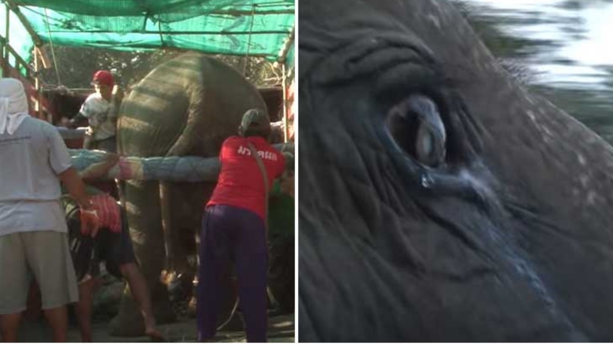 Elefante de 73 anos é visto chorando quando libertado da vida em cativeiro