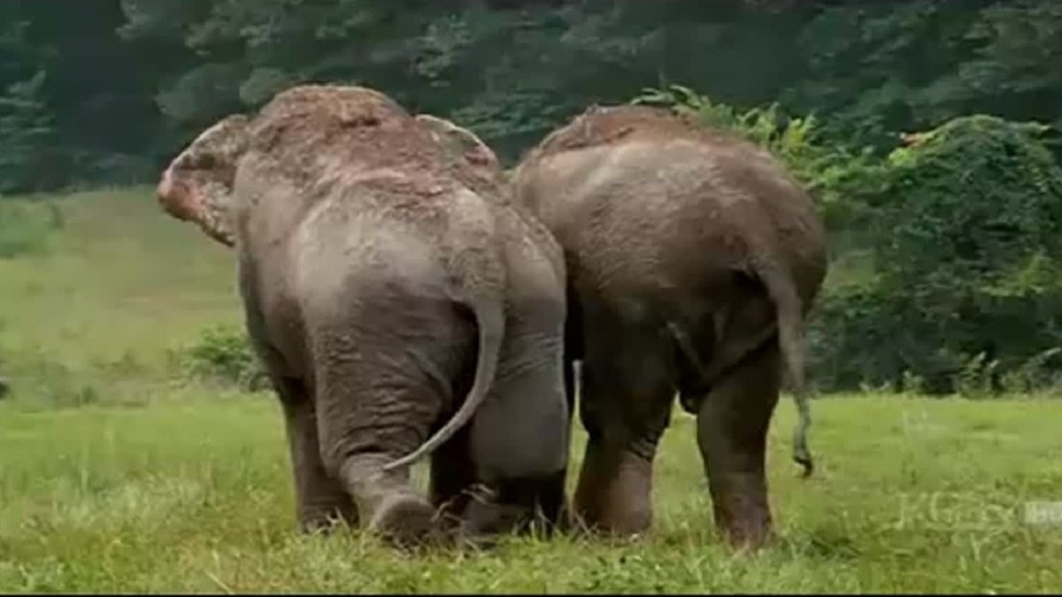 Dois ex-elefantes de circo se reencontram depois de mais de 20 anos separados