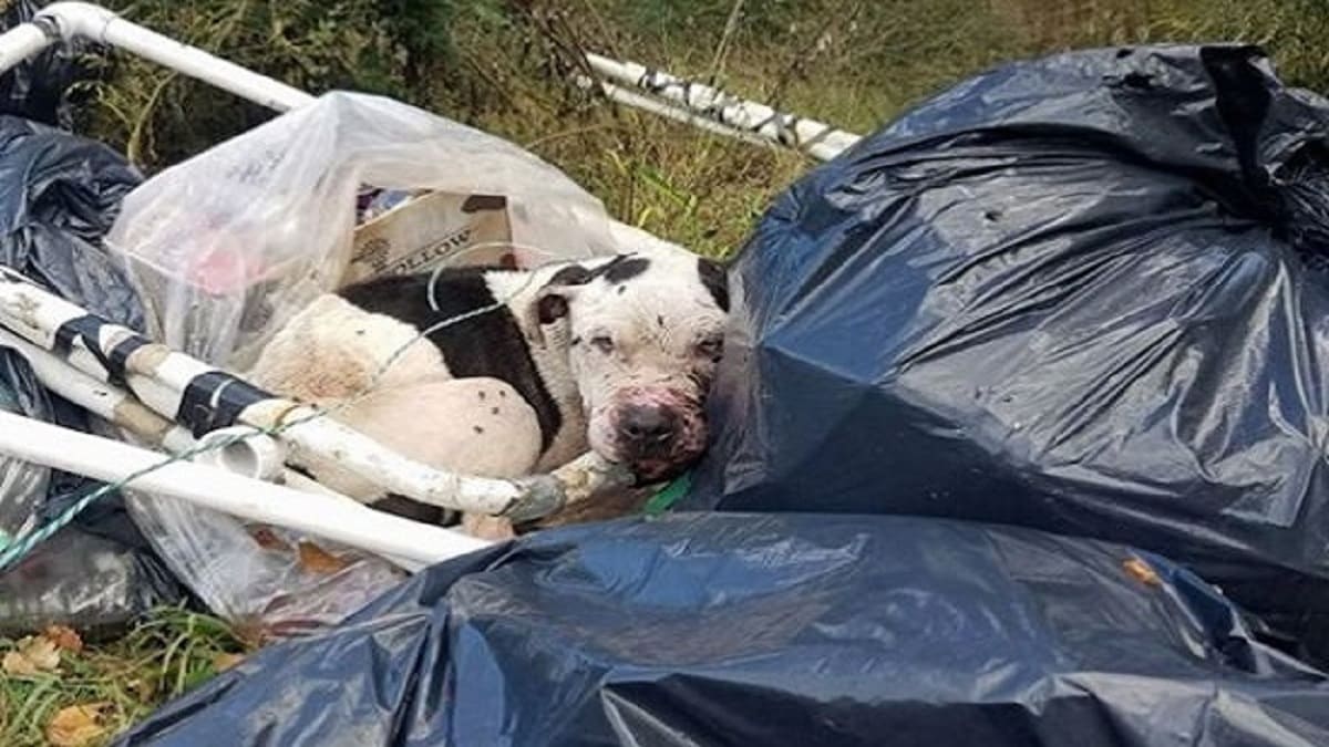 Cão maltratado deixado para morrer no lixo mal conseguia levantar a cabeça quando foi encontrado