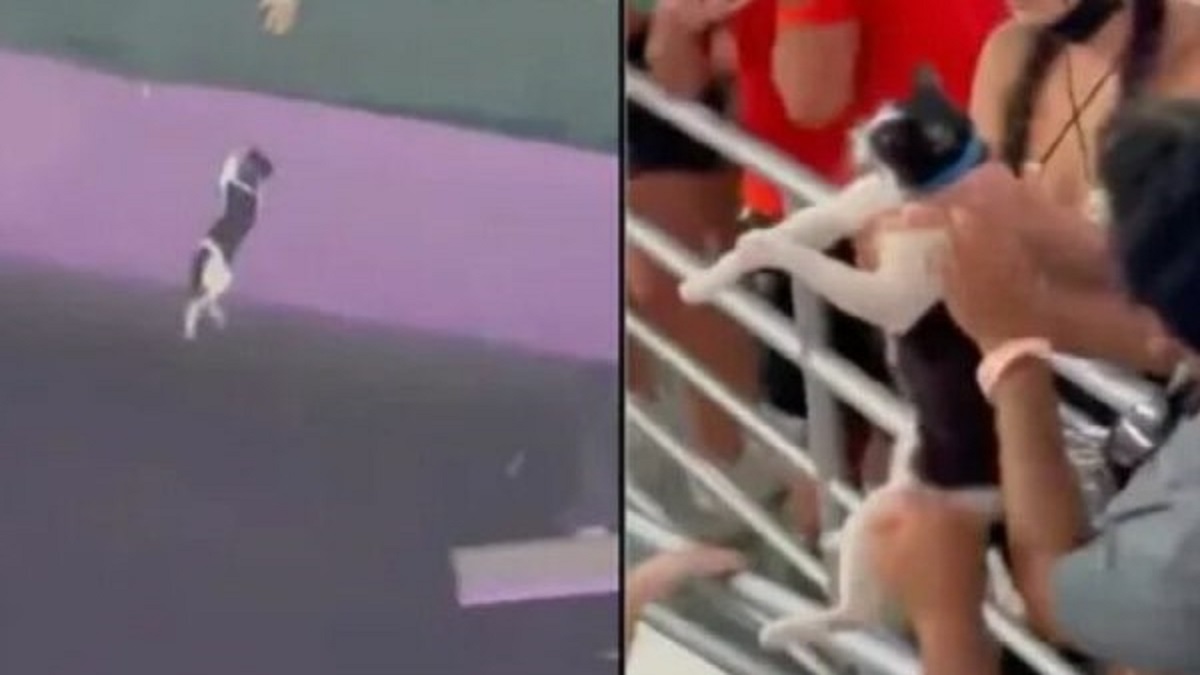 Usando bandeira, torcedores do Miami salvam gato que caiu da parte superior do estádio