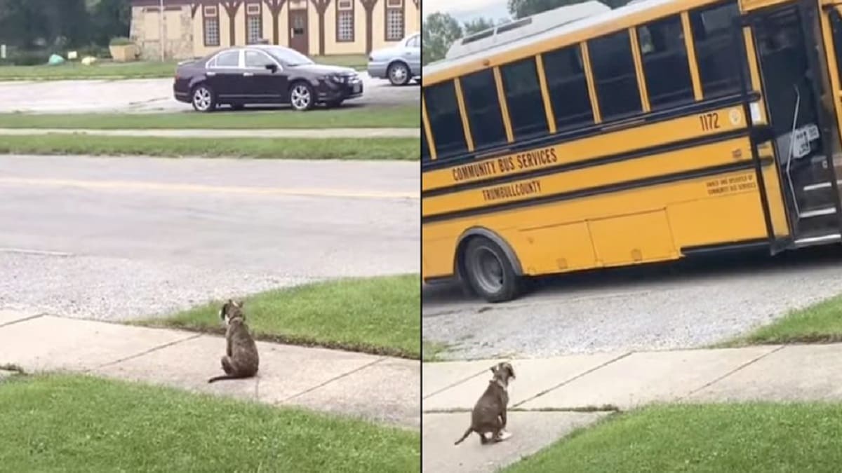 Cachorro espera pacientemente seu humano voltar para casa após a escola
