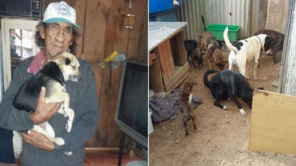 Desconhecidos se unem para ajudar idoso que acolheu 28 cães de rua em plena pandemia