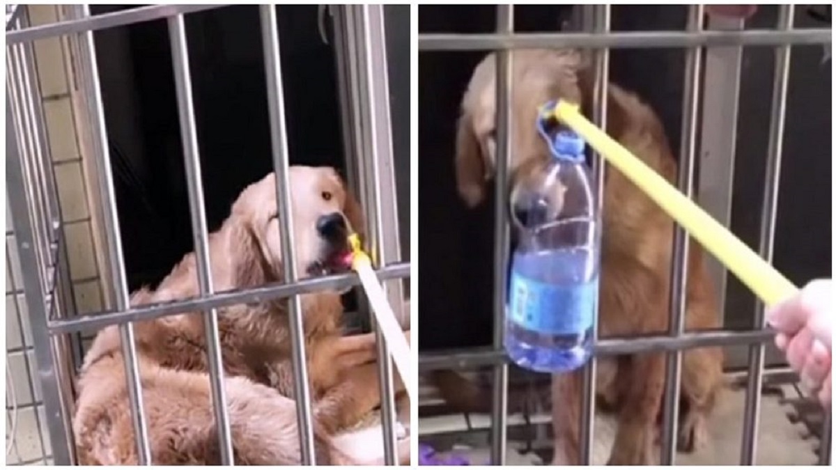 Vizinha salva a vida de cão abandonado em um apartamento o alimentando por uma janela