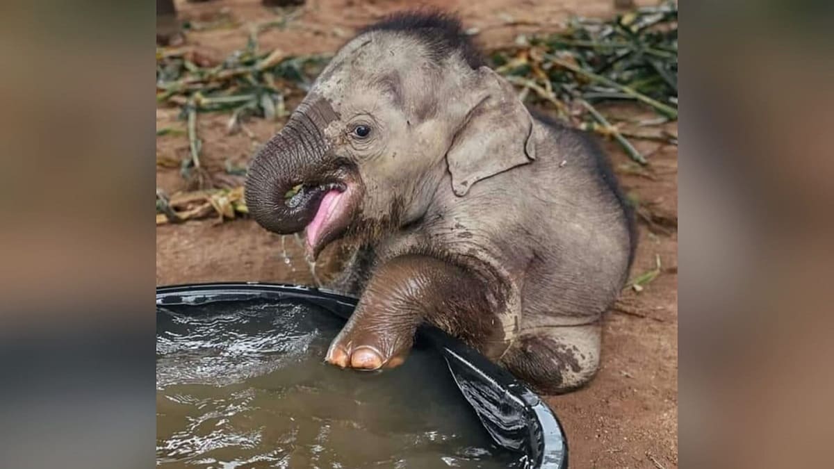 Elefante bebê resgatado tomando seu primeiro banho é a coisa mais adorável de se ver