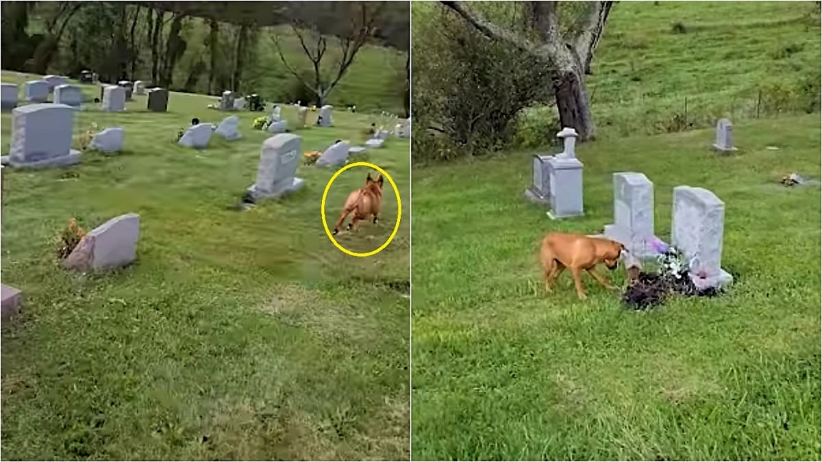 Cãozinho visita cemitério e sabe exatamente qual é o túmulo de sua amada avó